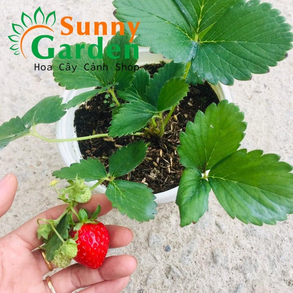 Dâu tây nhật cao chịu nhiệt siêu ngọt - cây ăn quả