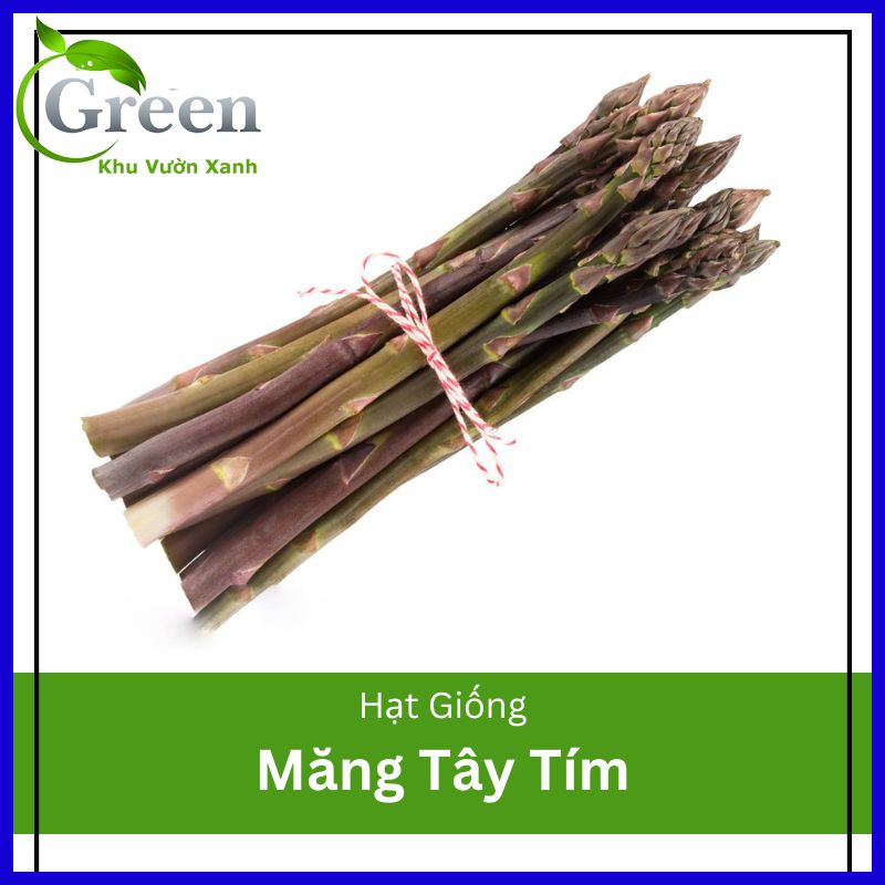 Hạt Giống Măng Tây Tím Dễ Trồng