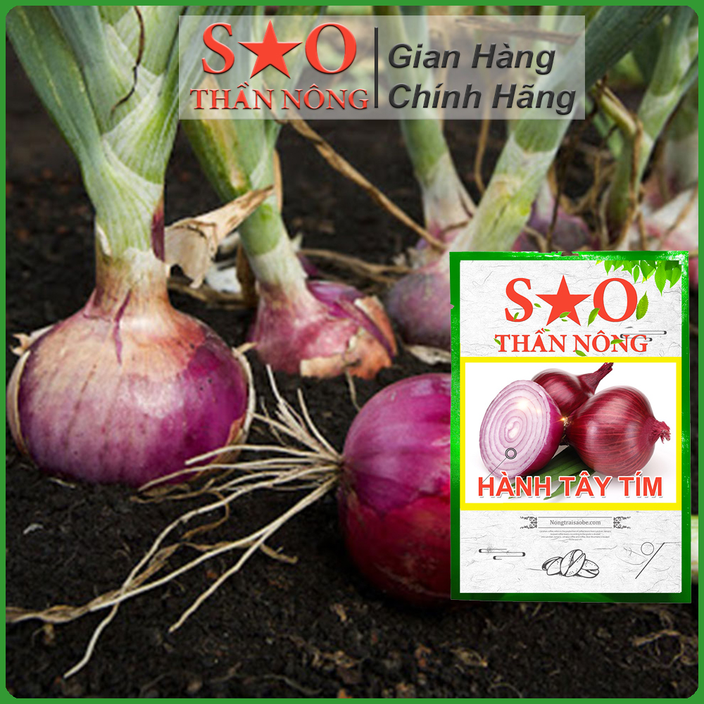Hạt giống Hành Tây Tím Sao thần Nông củ to sinh trưởng nhanh