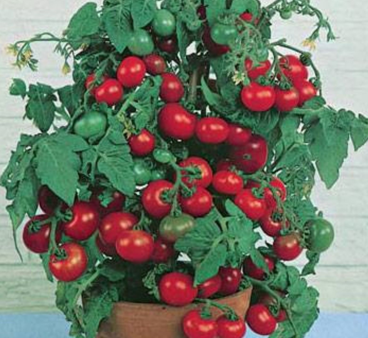 [HCM]Hạt giống Cà chua bi trồng chậu chịu nhiệt (Tomato Tiny Heart)