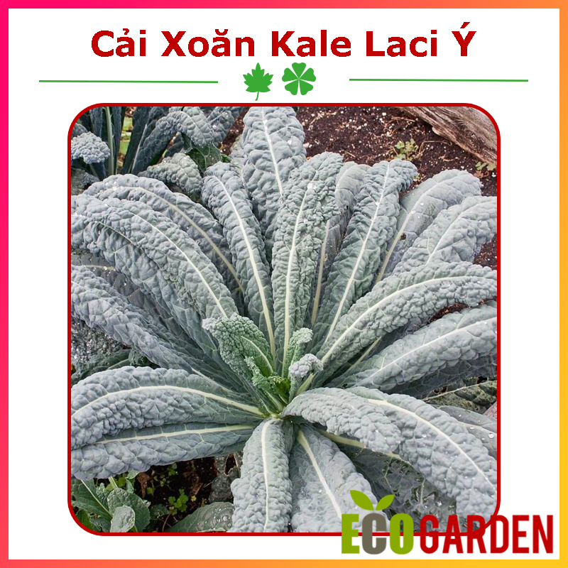 Hạt Giống Cây Cải Xoăn Kale Laci Ý (100H) (ECO.401)