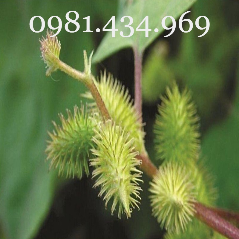 Cây ké đầu ngựa khô 01kg tốt