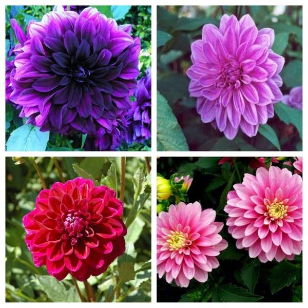 [SP Mới] - Hạt giống hoa thược dược kép chất lượng cao - Tặng kích mầm & HD gieo trồng