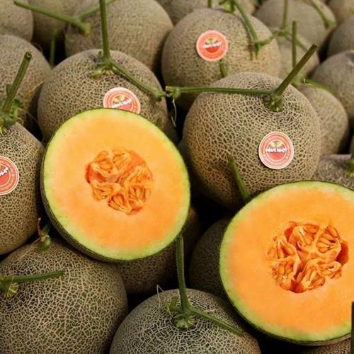 Bộ 2 Túi Hạt Dưa Lưới Ruột Cam. Mỗi Túi 10 Hạt - Năng Xuất Cao - Giá Đặc Biệt.