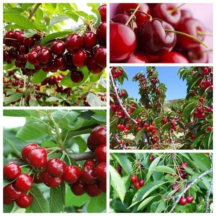 Cây giống Cherry Anh Đào Mỹ - Kỹ thuật trồng cây đạt năng xuất cây chuẩn f1