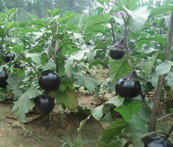 Hạt giống Cà tím chery khổng lồ