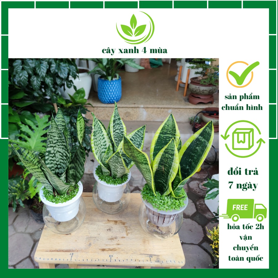 Cây lưỡi hổ thủy sinh nền cỏ chậu thủy tinh cao cấp ,cây phong thủy lọc không khí trấn trạch cao 30-35cm
