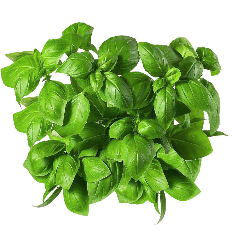 Hạt giống rau quế lá to phú nông- gói 5gr