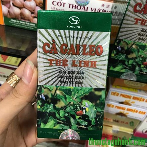 Cà gai leo Tuệ Linh - Giúp gan khỏe mạnh mỗi ngày