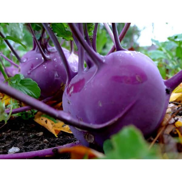 Hạt giống Su Hào Tím