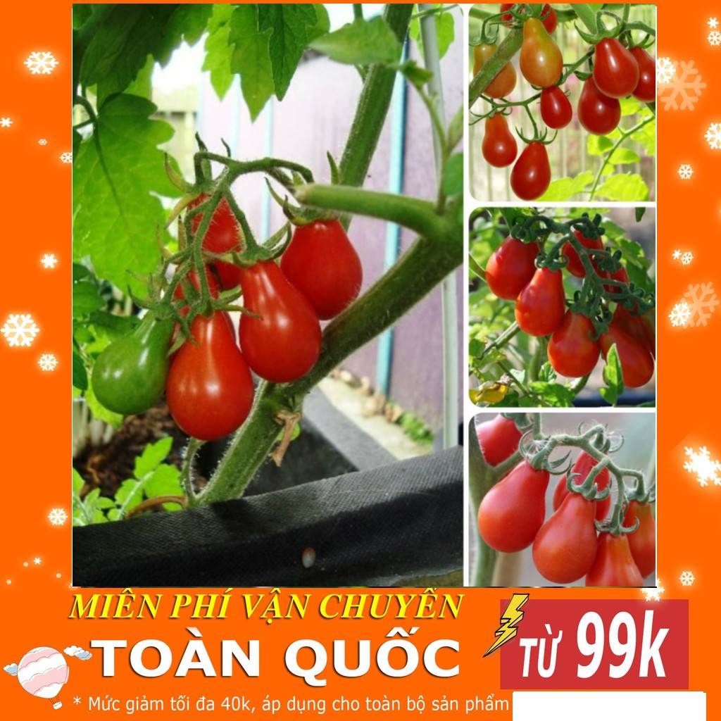 Hạt giống cà chua lê đỏ - 30 hạt