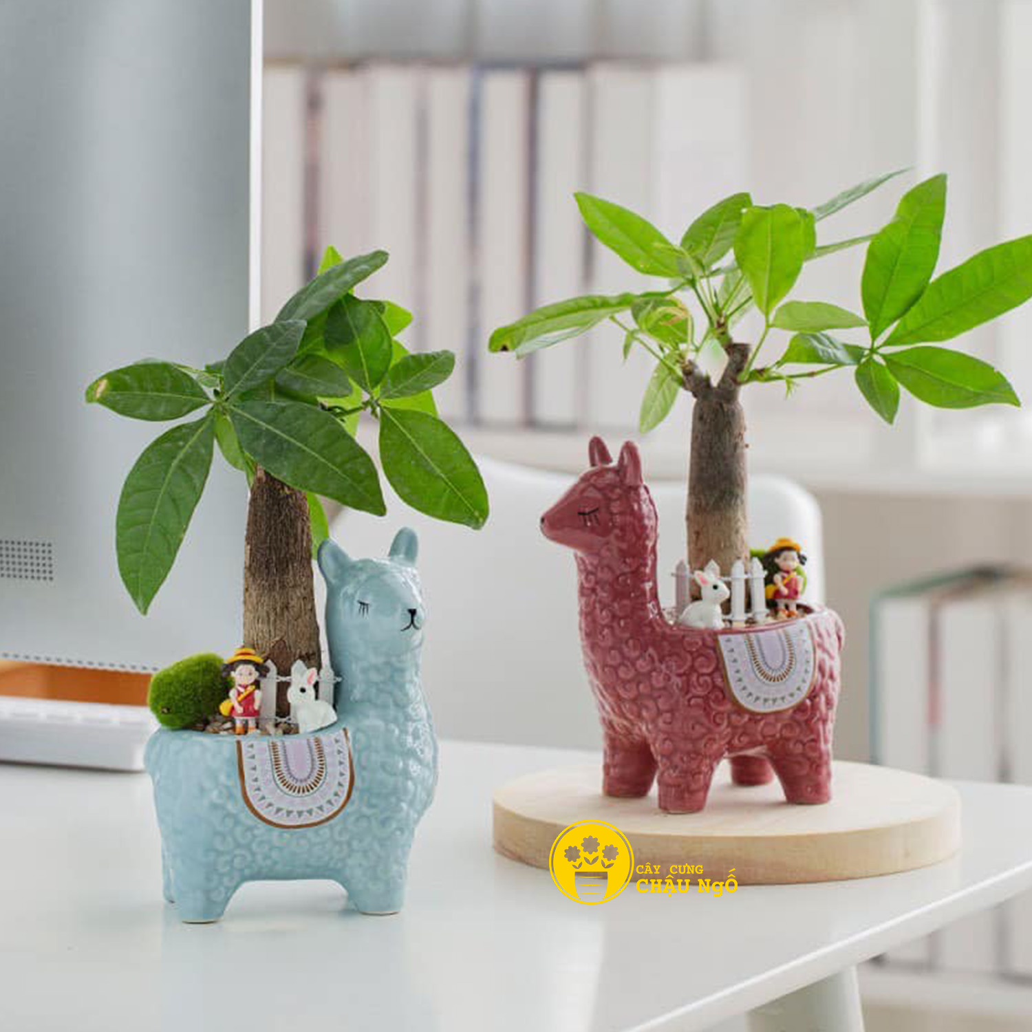 Chậu gốm lạc đà