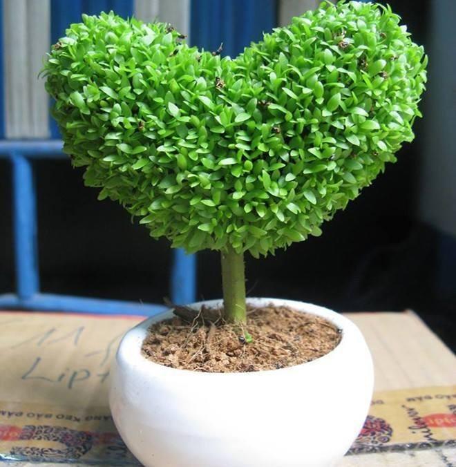 Hạt giống cỏ may mắn
