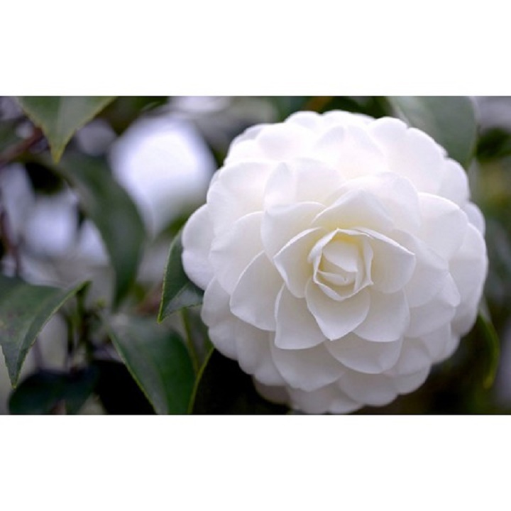 combo 3 cây giống hoa trà my TRẮNG-HOA TRÀ BẠCH, BẠCH TRÀ-cây giống rễ trần