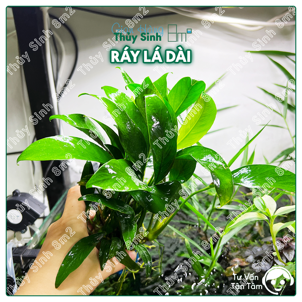 Cây ráy lá dài, ráy thủy sinh | cây thủy sinh giá thể | 8m2