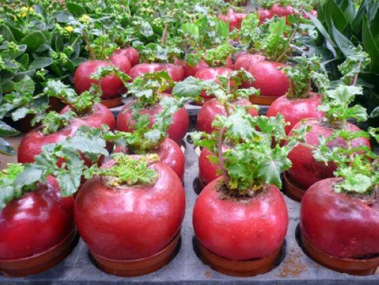 Hạt giống củ cải đỏ khổng lồ 10 hạt