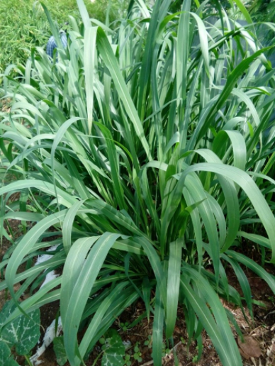 Hạt giống cỏ ghine gói 500g - cỏ xả lá lớn chăn nuôi trâu, bò, dê, cừu năng suất cao