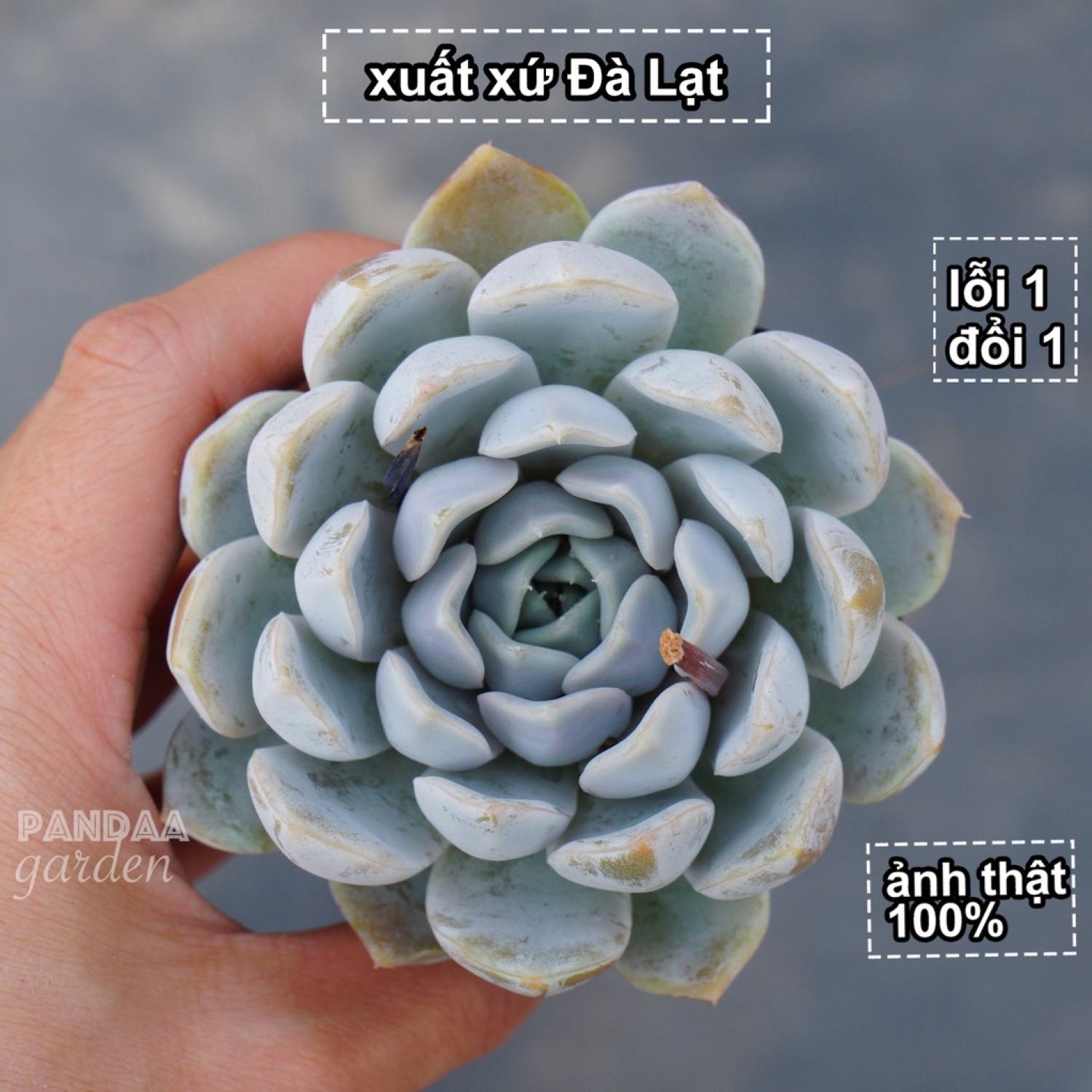Sen đá sao băng trắng size 5-8cm, sen đá pandaa garden đà lạt thuần chủng dễ thích nghi, lỗi 1 đổi 1