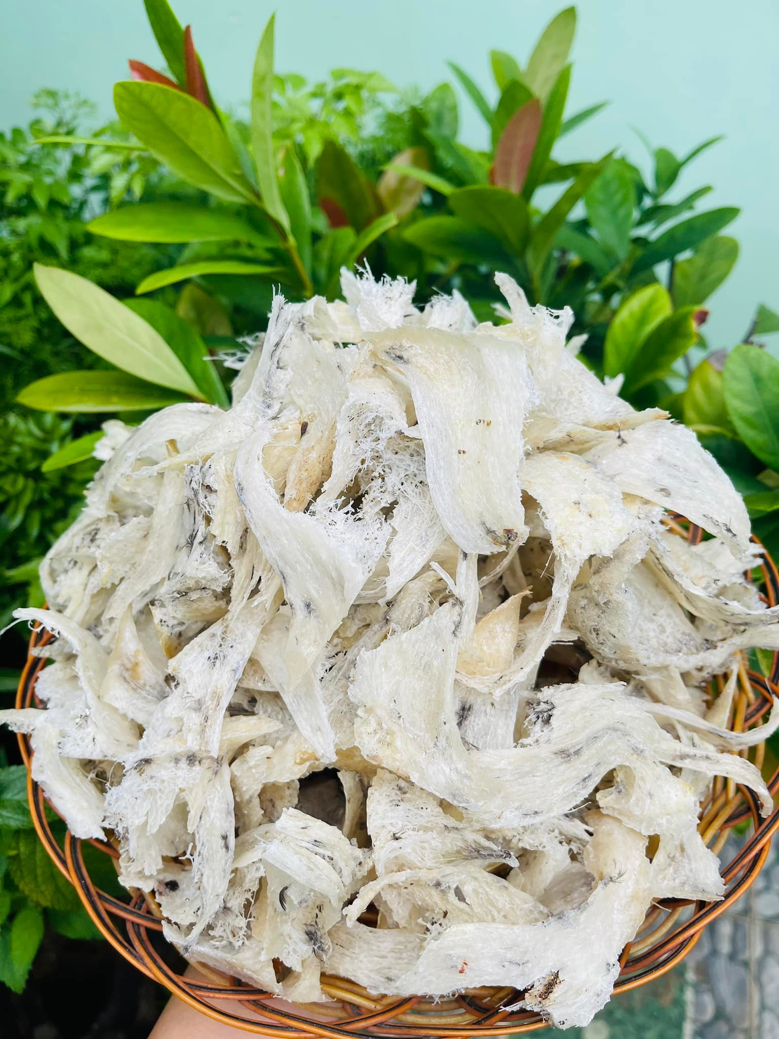 [FREESHIP, Tặng đồ chưng trị giá 50K] Chân yến thô thiên nhiên, già sạch, nở dai ngon – Tăng cường hệ miễn dịch