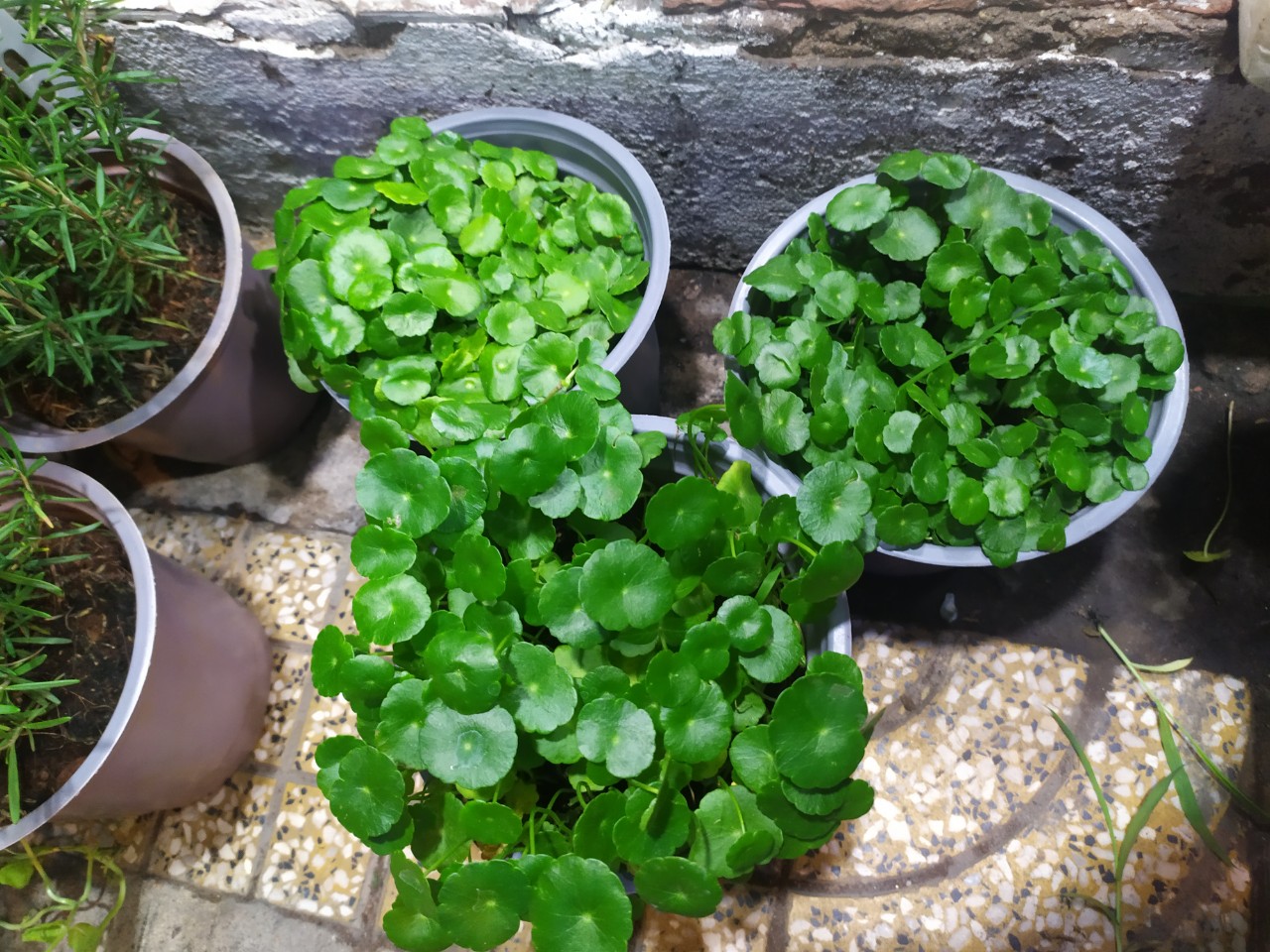 [HCM]Cỏ đồng tiền - cỏ đồng xu - rau má cảnh