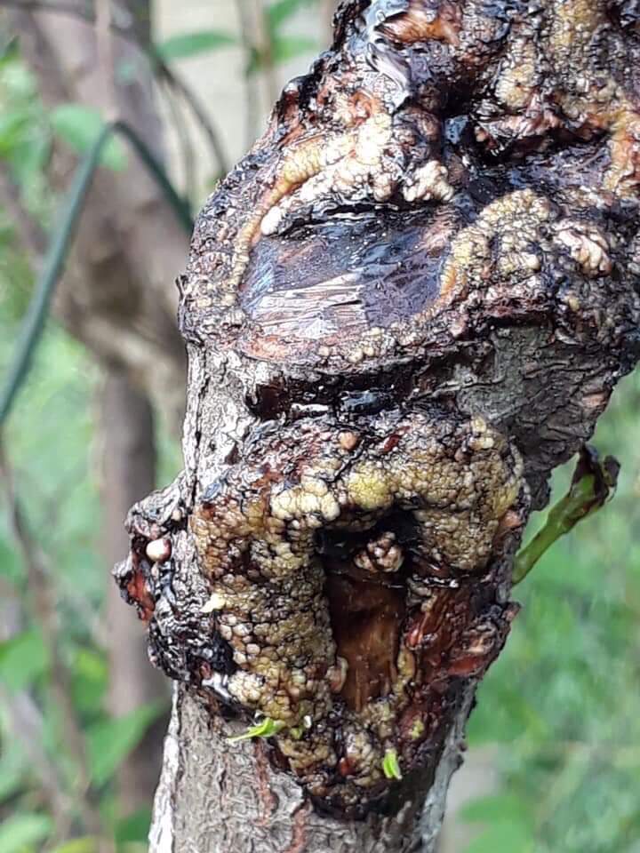 KEO BÔI CÂY CẢNH CHÁNH LÂM, KEO LIỀN DA CÂY CHÁNH LÂM, KEO LIỀN SẸO CÂY CHÁNH LÂM 130GR