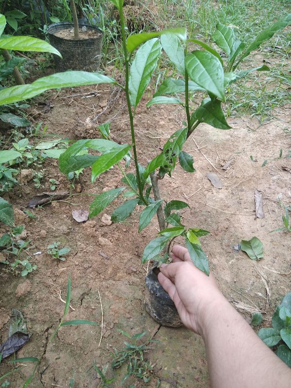 cây Xạ Đen Chính gốc Hoà Bình + Tặng 02 Cây Quế Giống