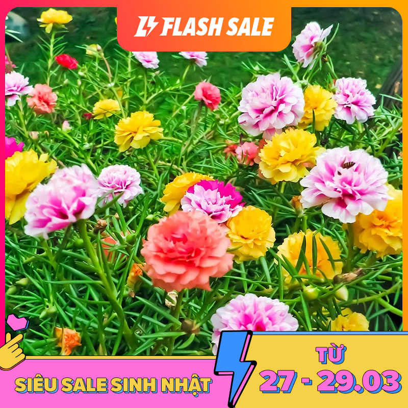 Mười Giờ Cánh Kép Đa Dạng Màu Sắc Chậu 3 Màu Hoa -  Chậu Hoa