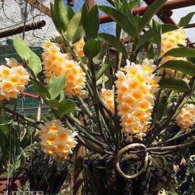 kiều vàng như hình