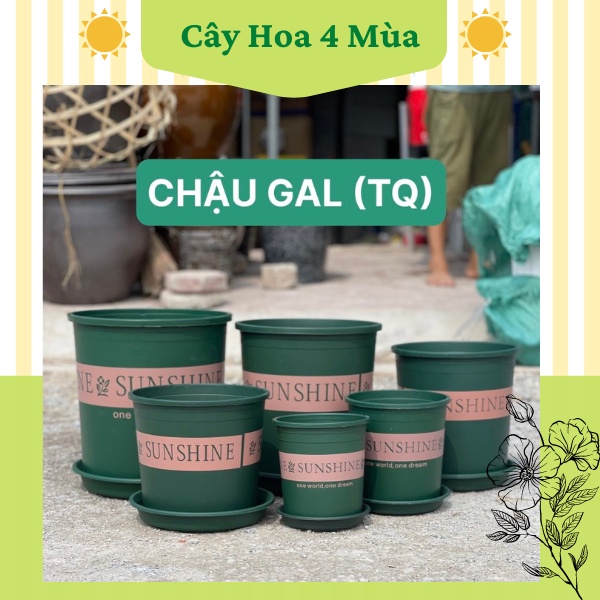 Combo 5 chậu nhựa trồng cây hoa monrovia đủ các size hàng trung có kèm đĩa lót