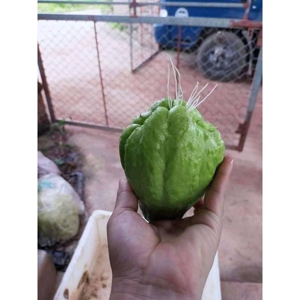ComBo quả su su giống , Cây Thiên Lý