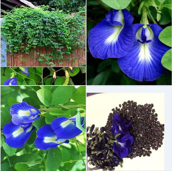 Hạt giống hoa đậu biếc tặng kèm phân bón
