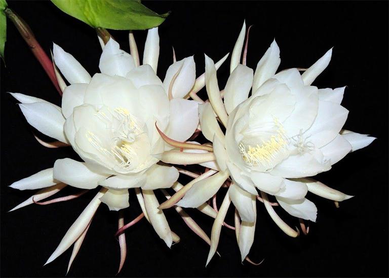 Hoa Nhật Quỳnh Màu Trắng - Chậu Hoa