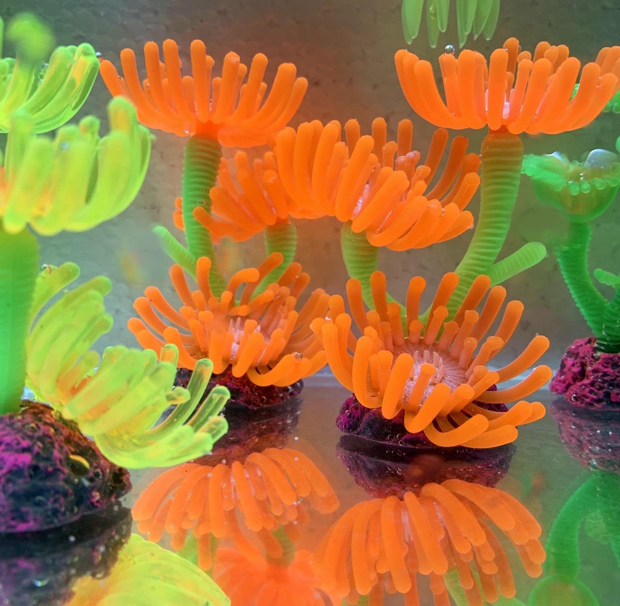 [HCM][ Mẫu và màu ngẫu nhiên] Cây Hải Qùy Trang Trí Hồ Cá Bể Cá-Hòn Non Bộ..