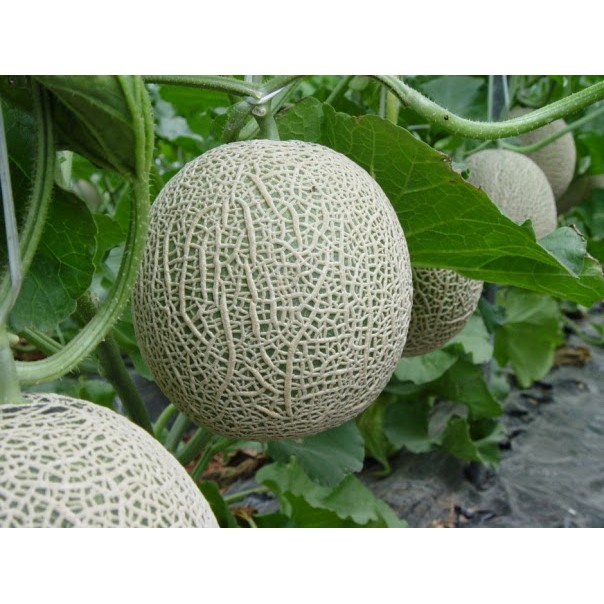 Hạt giống dưa lưới xanh - 10 hạt, chất lượng sản phẩm đảm bảo và cam kết hàng đúng như mô tả