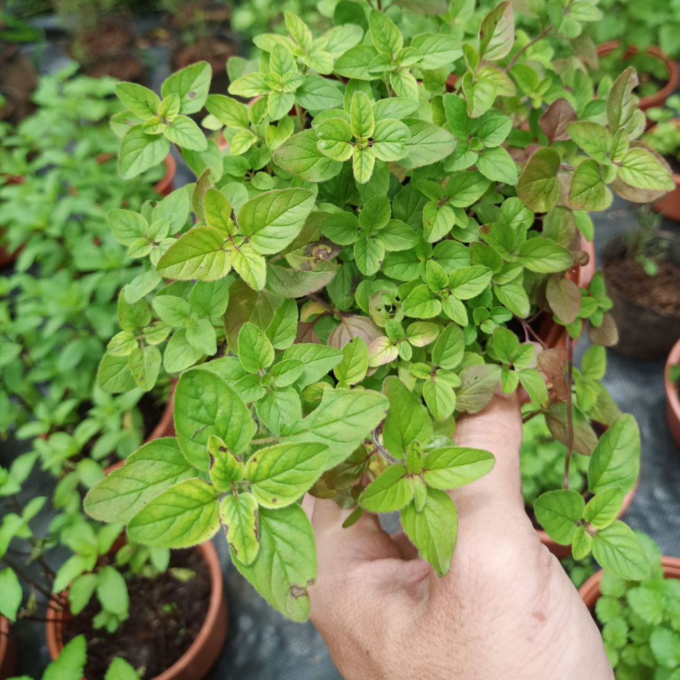 Cây kinh giới cay Oregano - chậu lớn