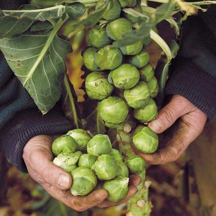 Hạt giống bắp cải tí hon