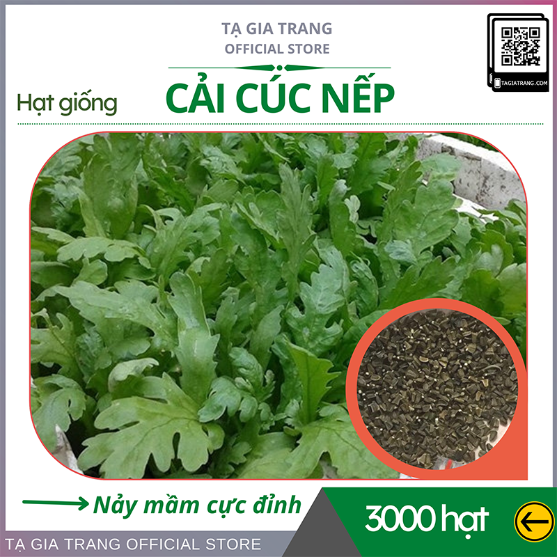 Hạt giống rau cải cúc nếp - Shop hạt giống Tạ Gia Trang