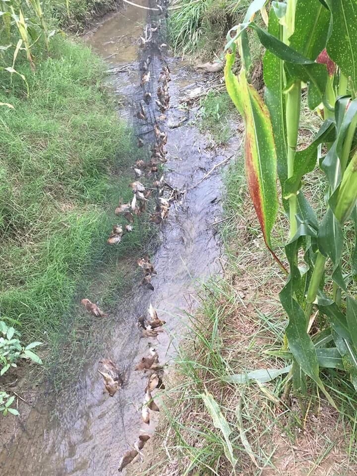 60m lưới 7p cao 5m 5 dây 4 túi bẫy các loại chim chào mào ,cu gáy,cu ngói ,cò ,vẹt ,sáo ,rẽ que,rẽ giun ...lưới cước thai lan đã nhuộm đen tàng hình sợi 0.15