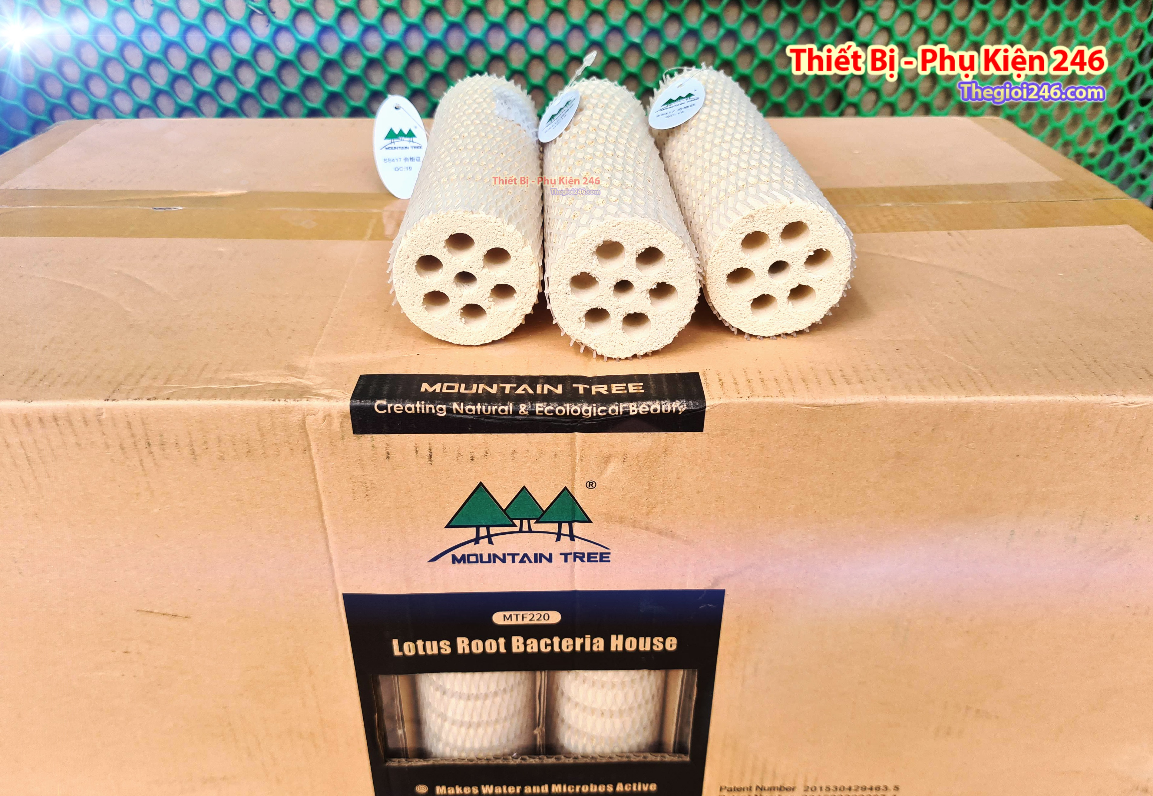 Sứ củ sen 1 Mountain Tree Lotus Root Bacteria House Loại Tốt