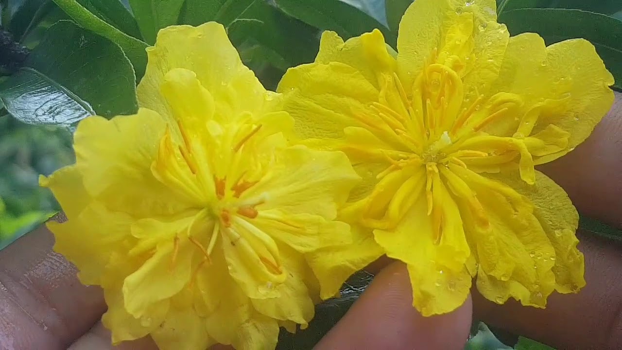 Mai Cúc Đọt Xanh