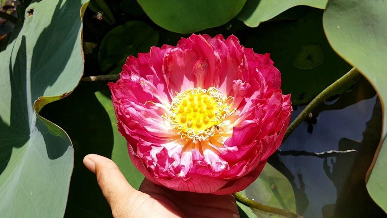 [HCM]Gói 5 hạt giống sen bách diệp - sen quan âm mix 5 màu: đỏ tím vàng trắng hồng