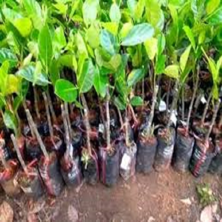 CÂY GIỐNG MÍT TA ( MÍT MẬT, MÍT DAI ) SIÊU QUẢ, SIÊU NGON, NGỌT, THƠM