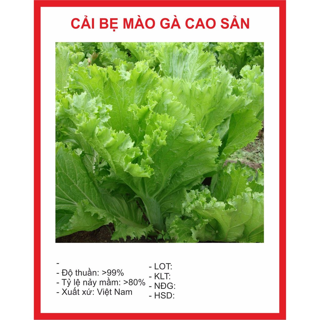 Hạt giống Cải Mào Gà 20gr ~4000 Hạt