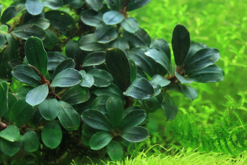 Cây thủy sinh bucep tm