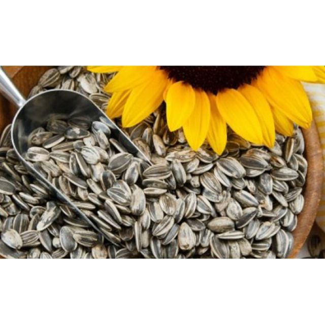 Hướng dương rang chín hạt to mẩy_túi 1kg