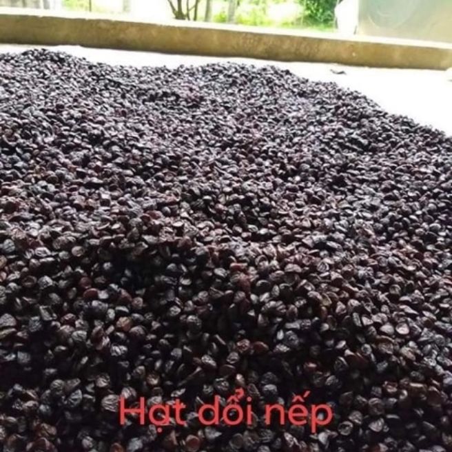 Sỉ toàn quốc 50g hạt dổi nếp rừng - gia vị núi rừng tây bắc
