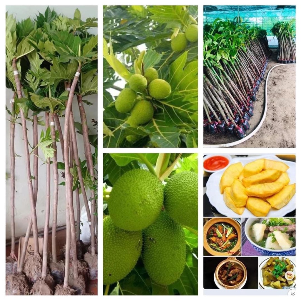 Cây giống sa kê hàng cây ghép nhanh quả