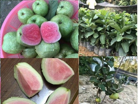 Cây giống ổi rubi không hạt thái lan siêu ngon siêu quả- cam kêt giống chuẩn f1