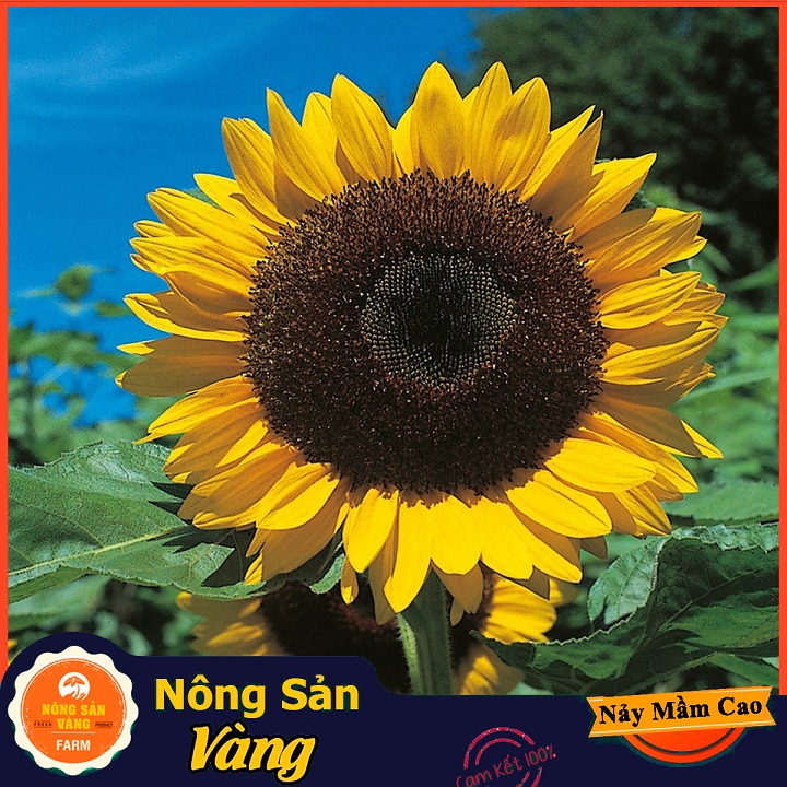 [HCM]Hạt giống Hoa Hướng Dương Cắt Cành ( Gói 20 Hạt ) - Nông Sản Vàng