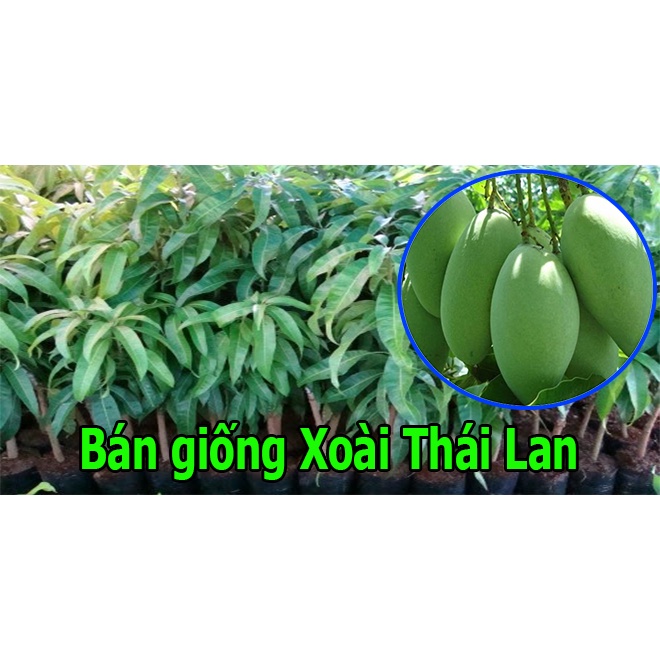 Cây xoài thái lan siêu sớm hạt lép